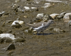 Actitis macularius
