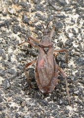Lisarda rhypara