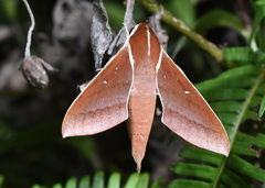 Theretra pallicosta
