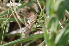 Exoprosopa brevirostris