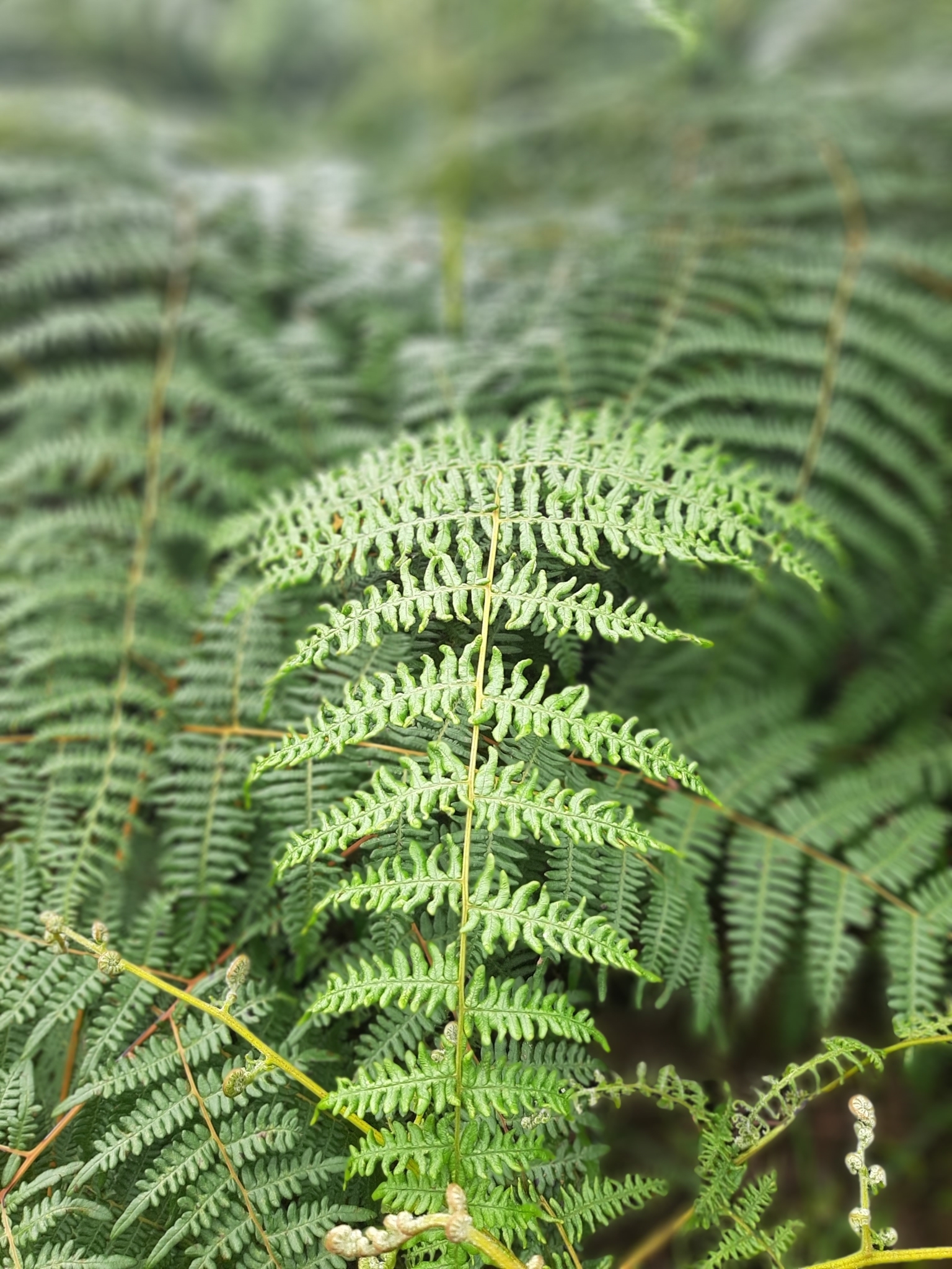 Pteridium aquilinum image