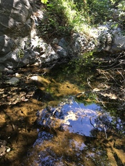 Trachemys scripta elegans