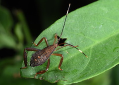 Pseudomictis distinctus