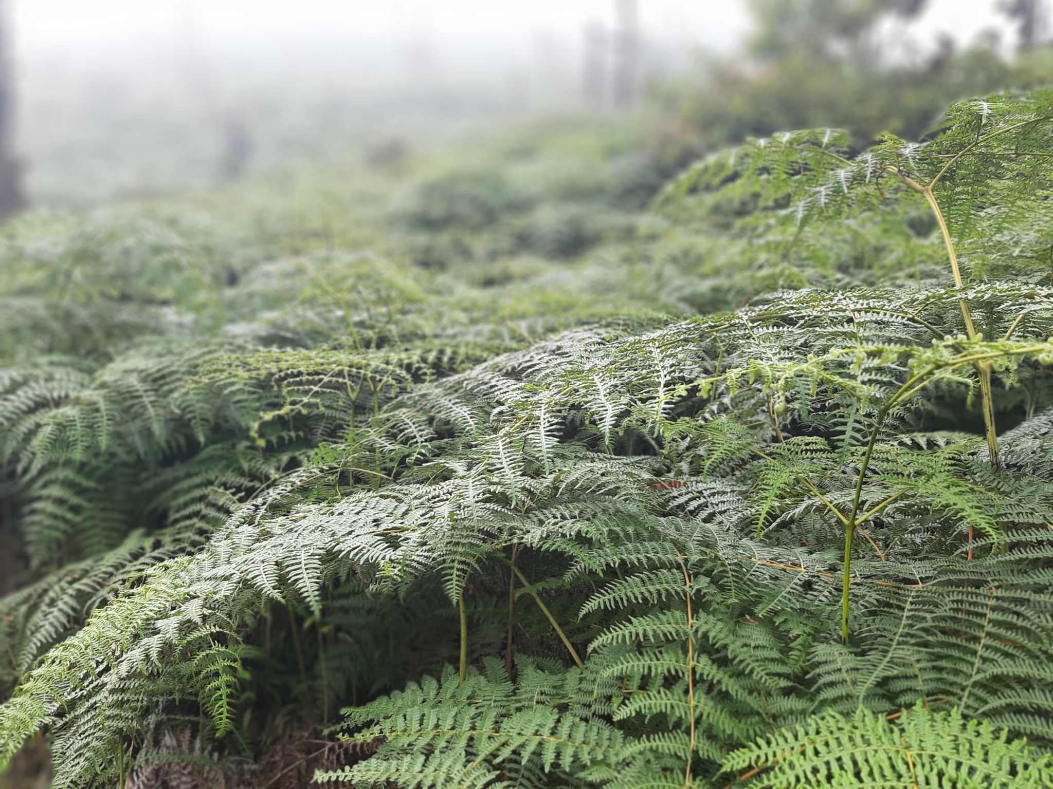 Pteridium aquilinum image