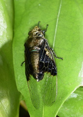 Mogannia nasalis