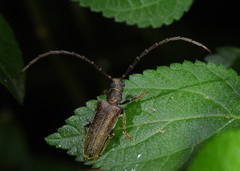 Philus antennatus
