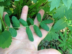 Astragalus robbinsii