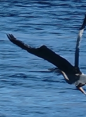 Ardea herodias