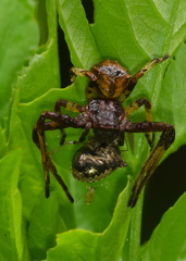 Strigoplus guizhouensis