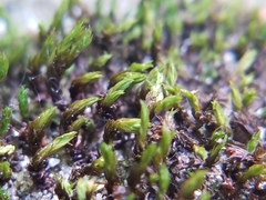 Racomitrium venustum