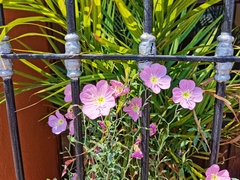 Oenothera speciosa