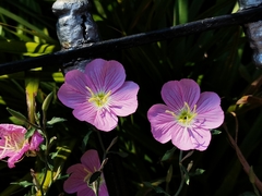 Oenothera speciosa