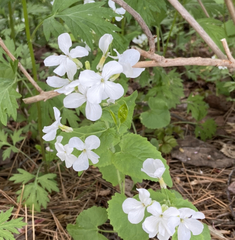 Lunaria