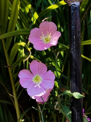 Oenothera speciosa
