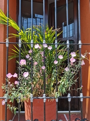 Oenothera speciosa