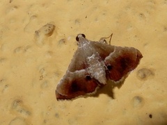 Endotricha repandalis