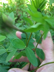 Astragalus robbinsii