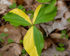 Trillium grandiflorum