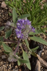 Phacelia humilis