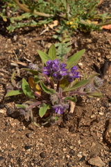 Phacelia humilis