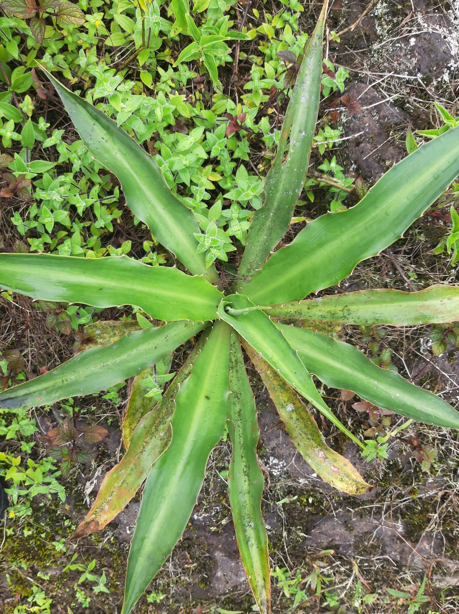 Furcraea hexapetala image