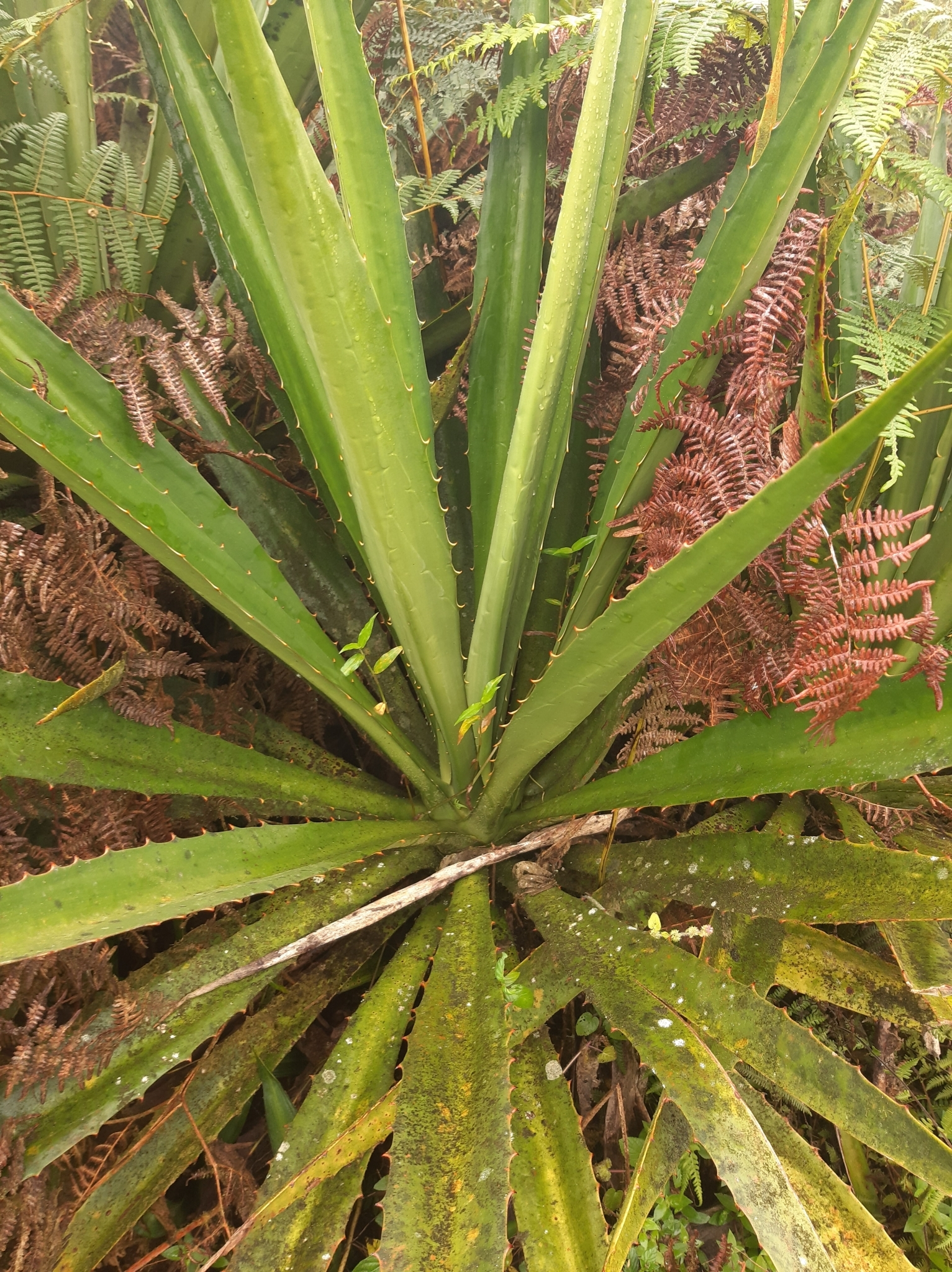 Furcraea hexapetala image