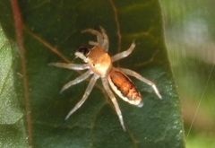 Cosmophasis lami
