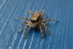 Menemerus bivittatus