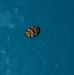 Anthrenus verbasci