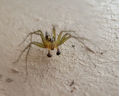 Oxyopes sertatus