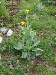 Senecio doronicum