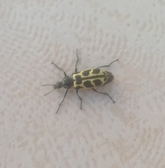 Astylus atromaculatus