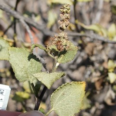 Ambrosia chenopodiifolia