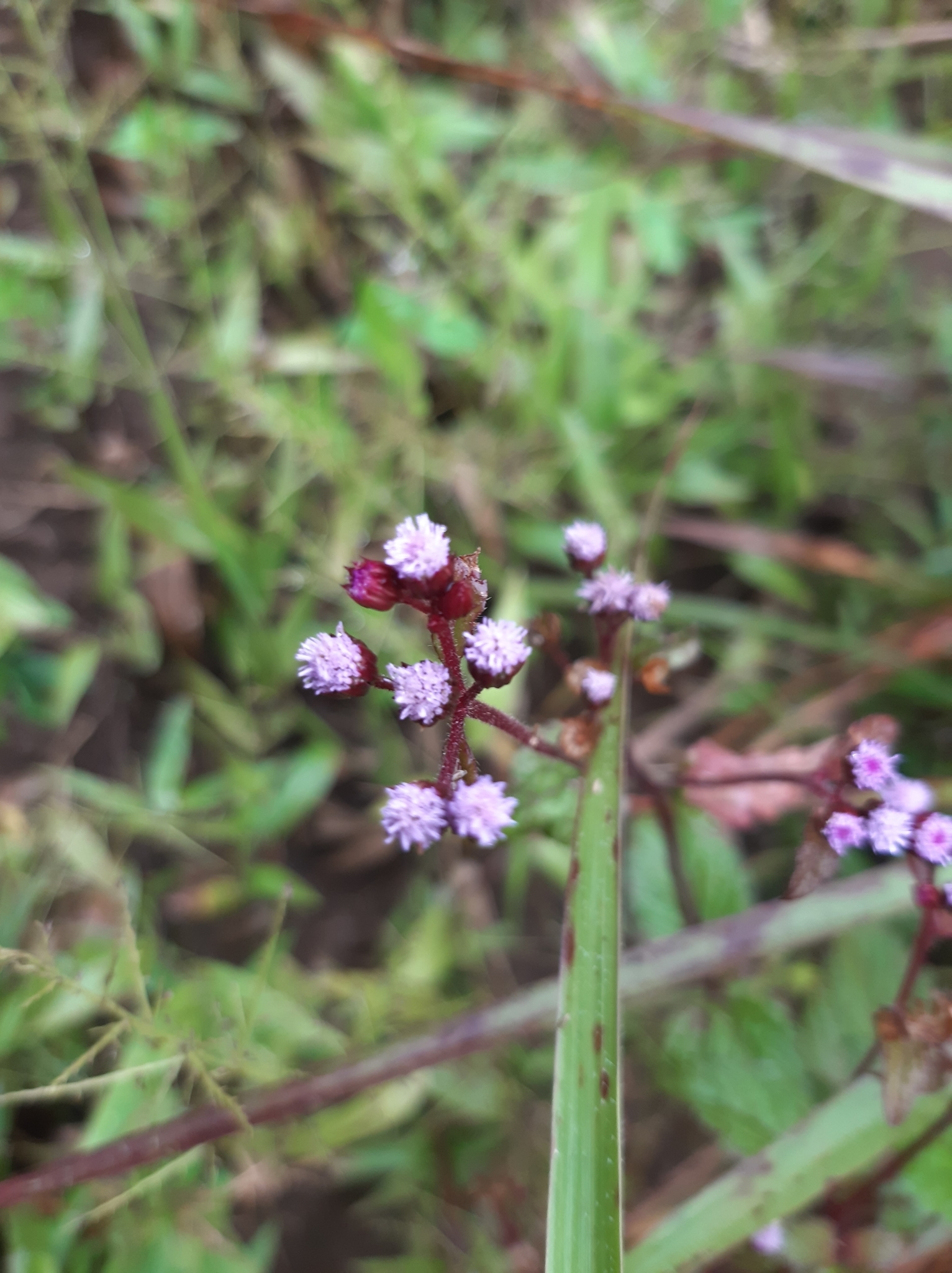 Ageratum image