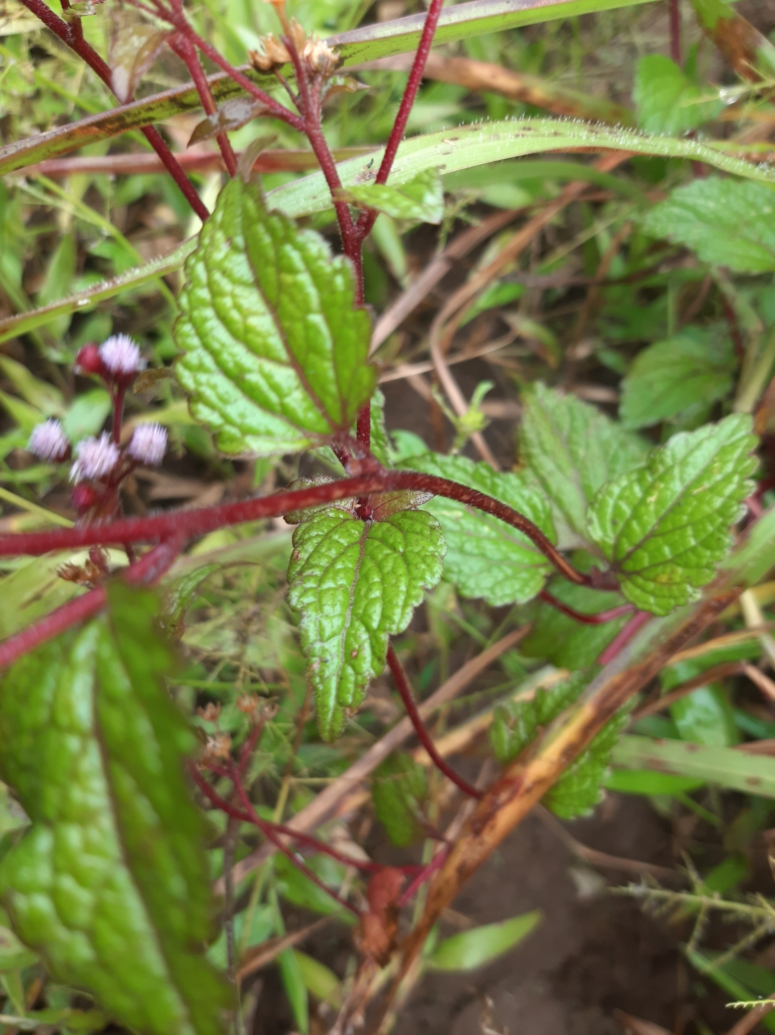 Ageratum conyzoides image