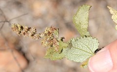 Ambrosia chenopodiifolia