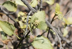 Ambrosia chenopodiifolia