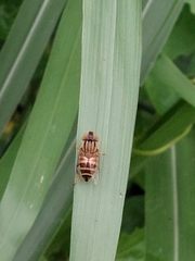 Eristalinus arvorum
