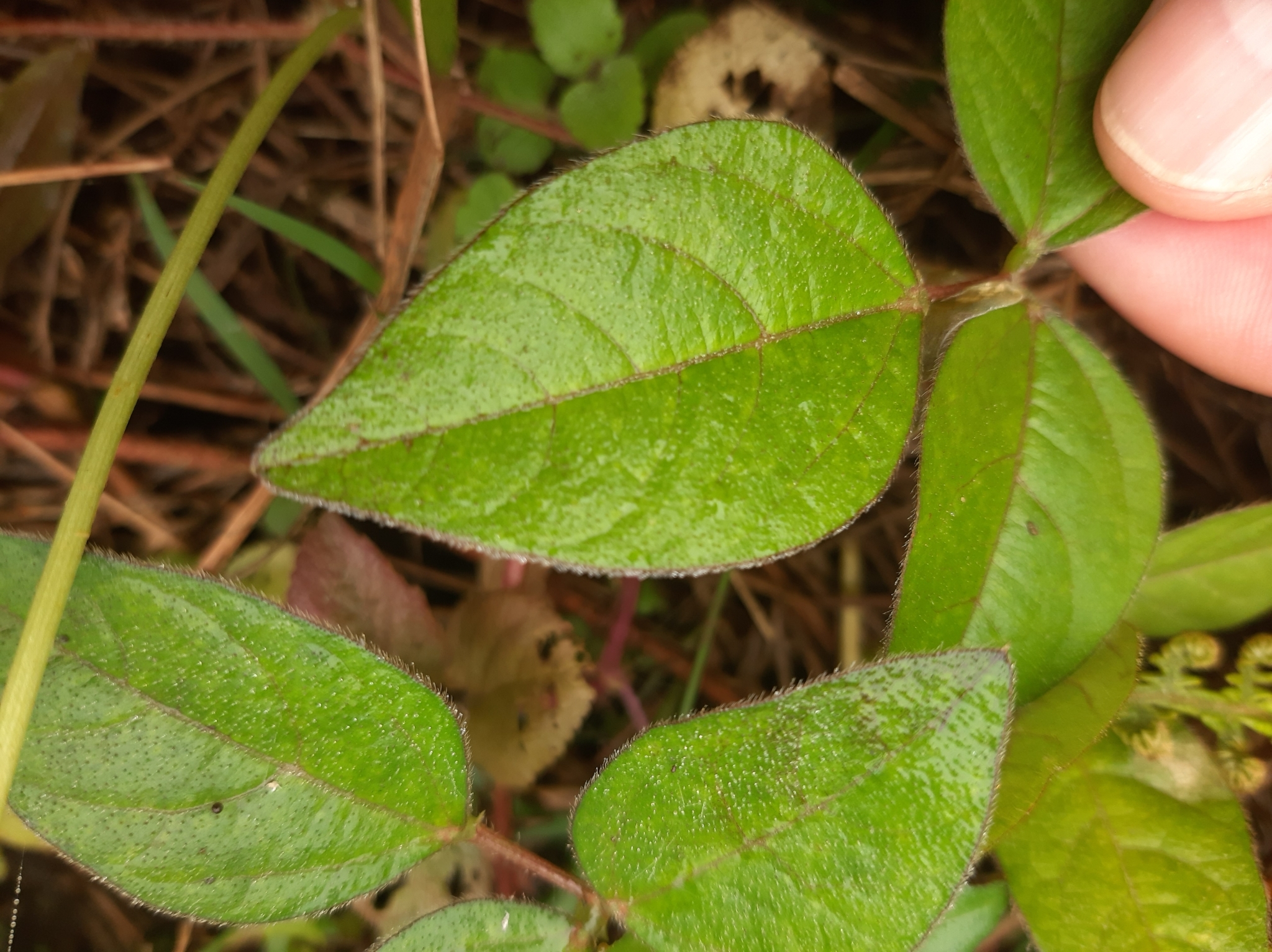 Vigna luteola image