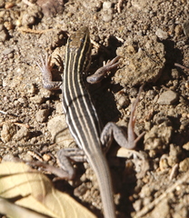 Aspidoscelis uniparens