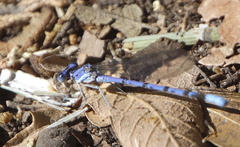 Argia munda