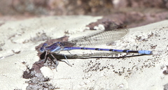 Argia munda