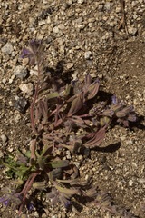 Phacelia curvipes