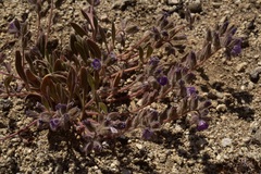 Phacelia curvipes