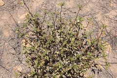 Ambrosia chenopodiifolia
