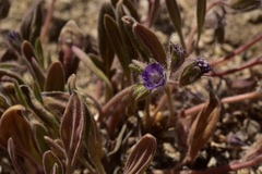 Phacelia curvipes