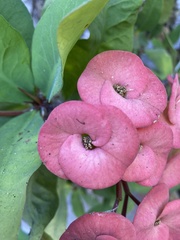 Euphorbia × lomi