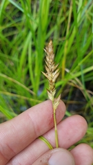 Carex prairea