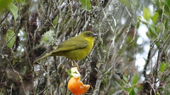 Orthogonys chloricterus