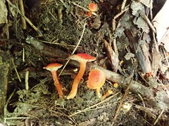 Hygrocybe minutula
